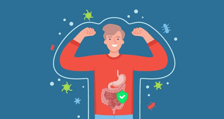 肠道和免疫系统 