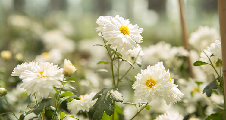 Nutrilite Unlocking the Genetic Secrets of Chrysanthemum.jpg