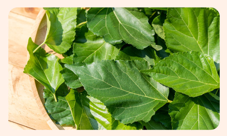 Mulberry_leaf_helps_prevent_rapid_spikes_in_blood_glucose_levels.jpg