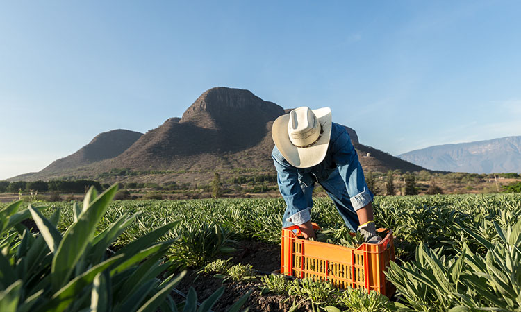 Nutrilite grows harvests and processes most ingredients on its own farms