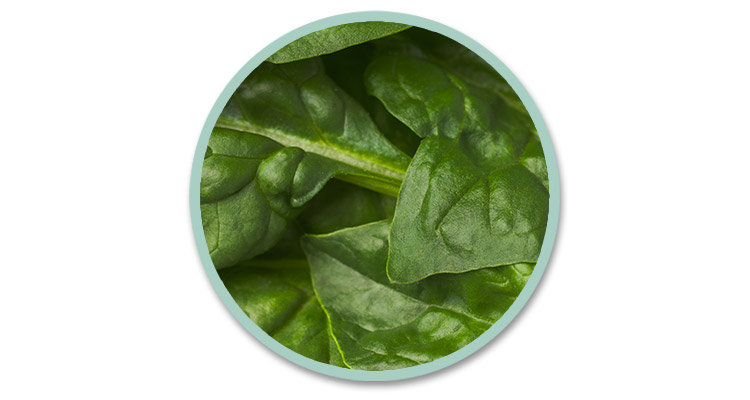 Spinach.jpg