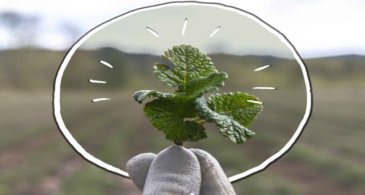 Nutrilite Farms – Traceability Process 