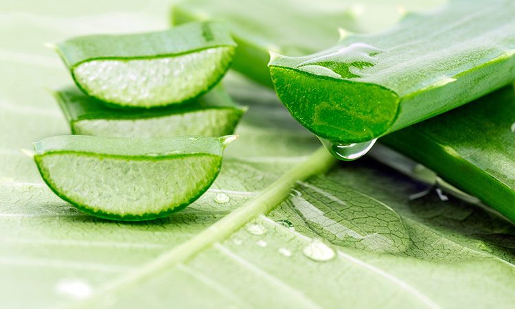 Aloe vera is known for its anti-inflammatory properties.jpg