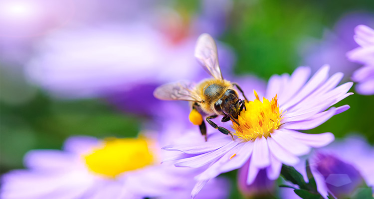 Honey restores skin