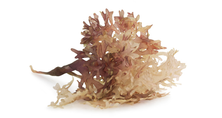 Brown Algae