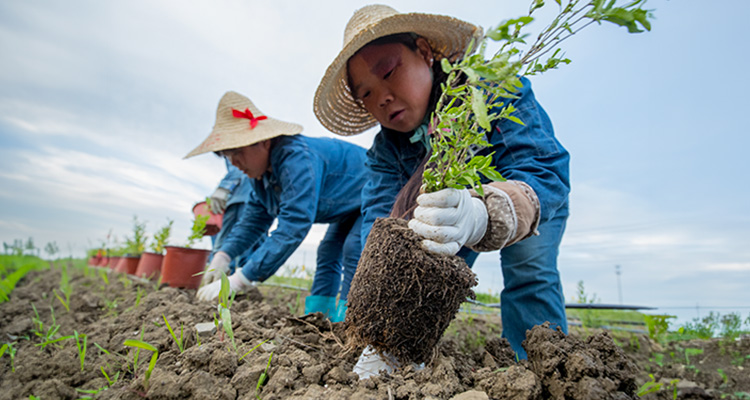 Nutrilite from the Soil Up, a Foundation of Purity.jpg