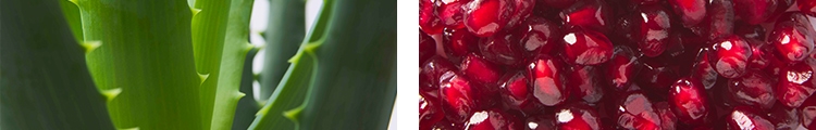 WhatToEat Aloe Vera Pomegranate.jpg