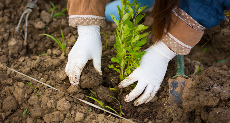 The Soil and Beyond - A Holistic Farming Approach.jpg