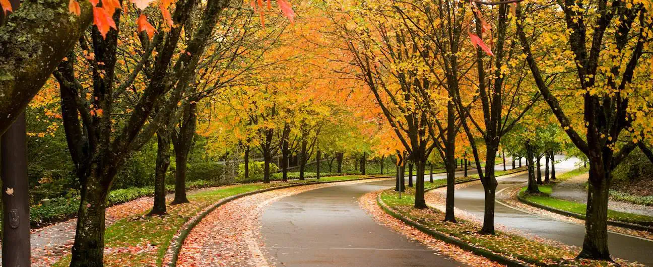 A view of a street in Beaverton, OR lined with trees in fall colors