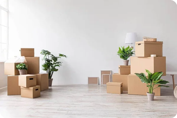Several potted plants sit on top of packed cardboard boxes