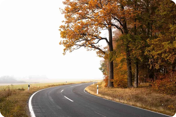A foggy road lined with trees turning colors in the fall