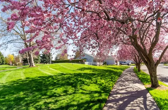 Low-hanging cherry trees in bloom along a suburban street