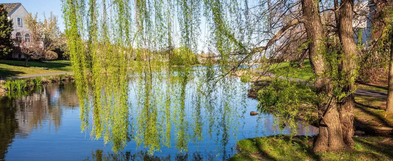 A weeping willow over a lake in a Ashburn, VA neighborhood 