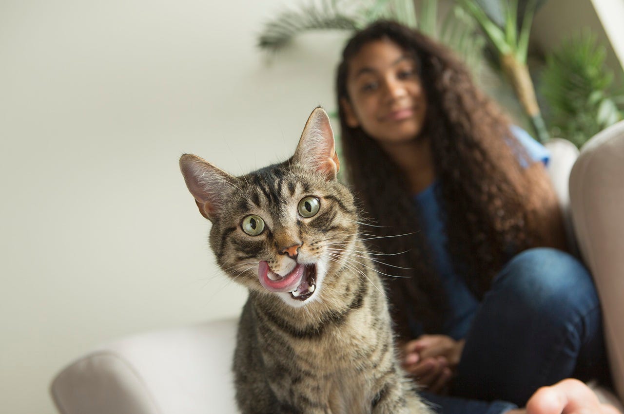 Pet_animals_-_Berlitz_SI.jpg