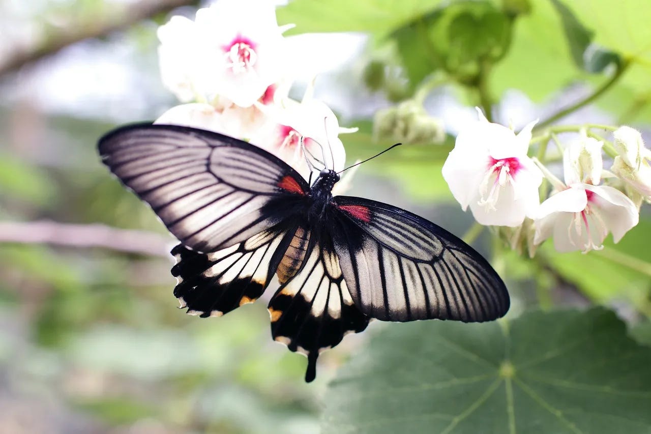 Insects_-_Berlitz_SI.webp