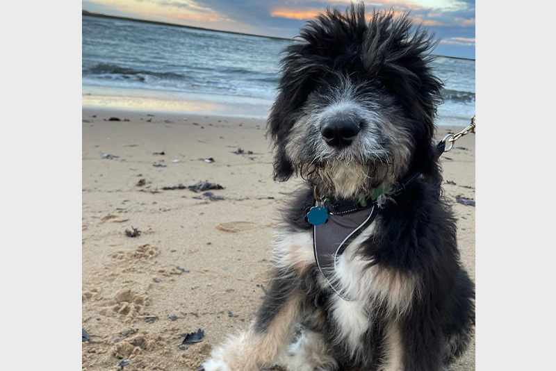 Winston