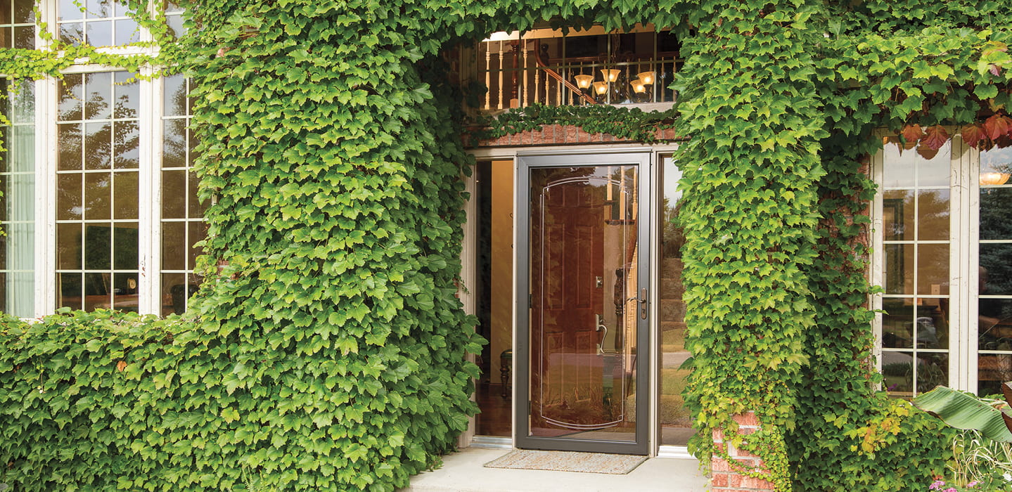 a full light storm door over a wood entry door surrounded by ivy