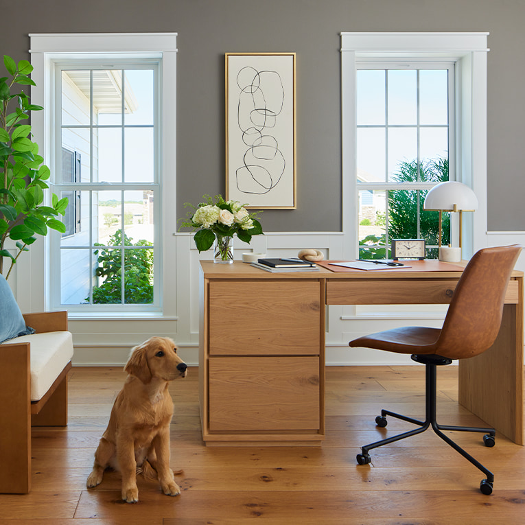 a brown dog sits beside a natural wood desk in front of two white single-hung windows.