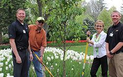 Pella employees planting tulip bulbs