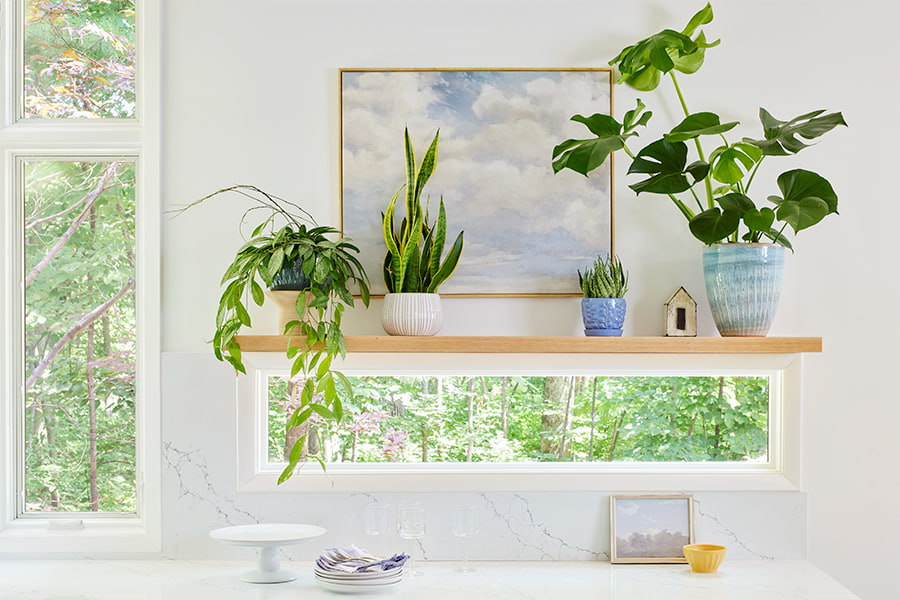 A wooden shelf with four different potted plants sits over a short window.