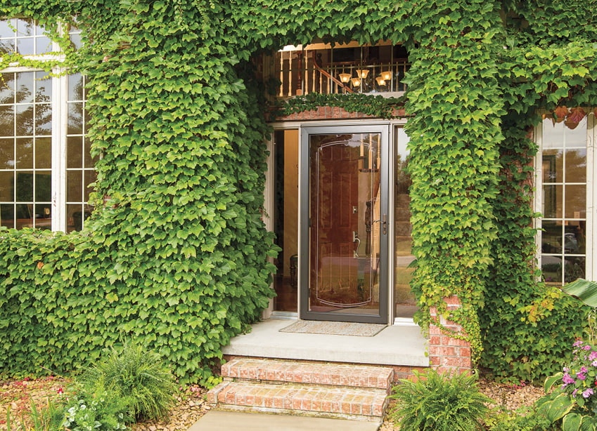 an ivy-covered wall surrounds a pella storm door