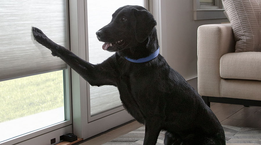 a black dog sits by patio doors with blinds-between-the-glass