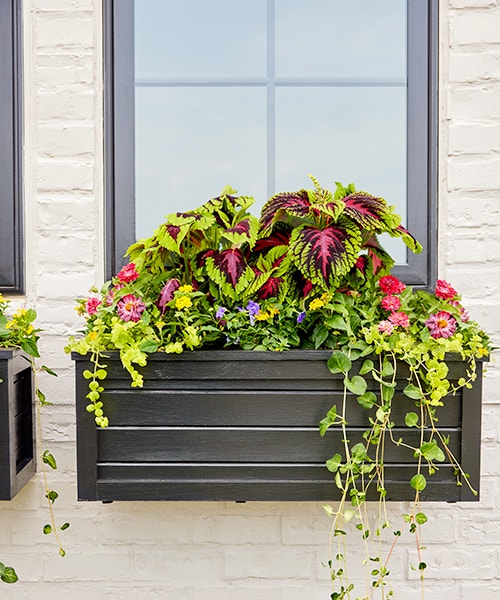 A new black window box is filled with several varieties of green and flowering plants.
