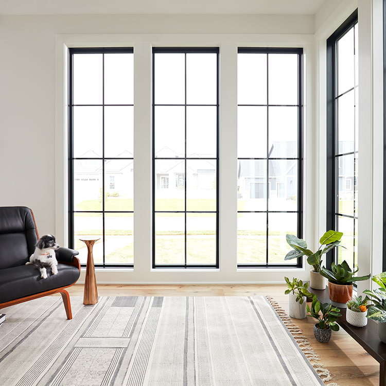 A row of garden plants sit in front of two large fixed windows while a dog rests on a single chair.