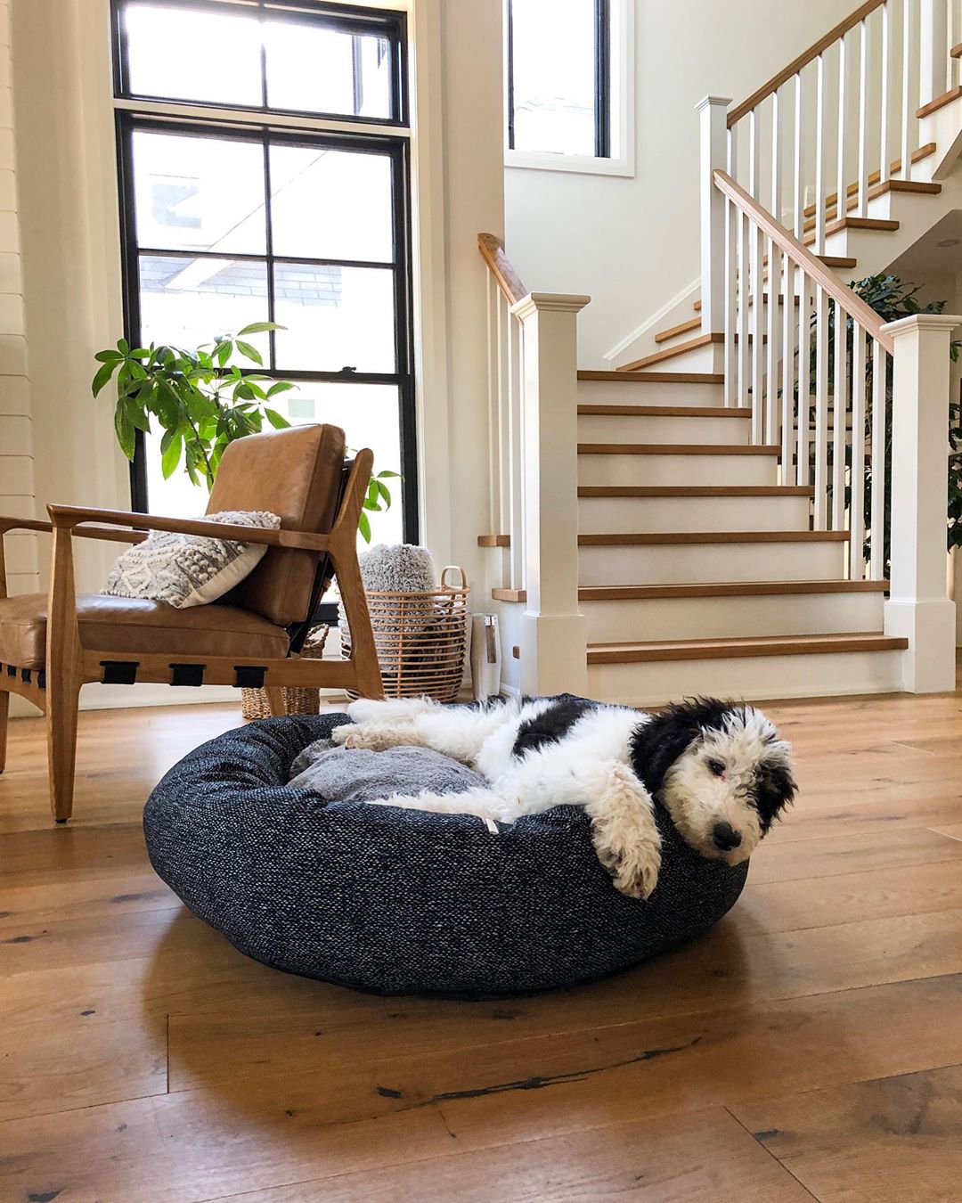 dog lounging in a dog bed in farmhouse living room with black double-hung window behind