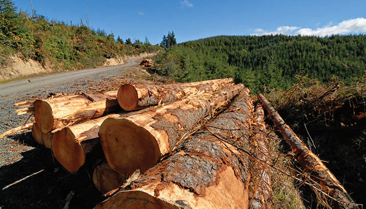 2026 07 article image - First Interstate Closes $30 Million USDA-Backed Sawmill Financing.jpg