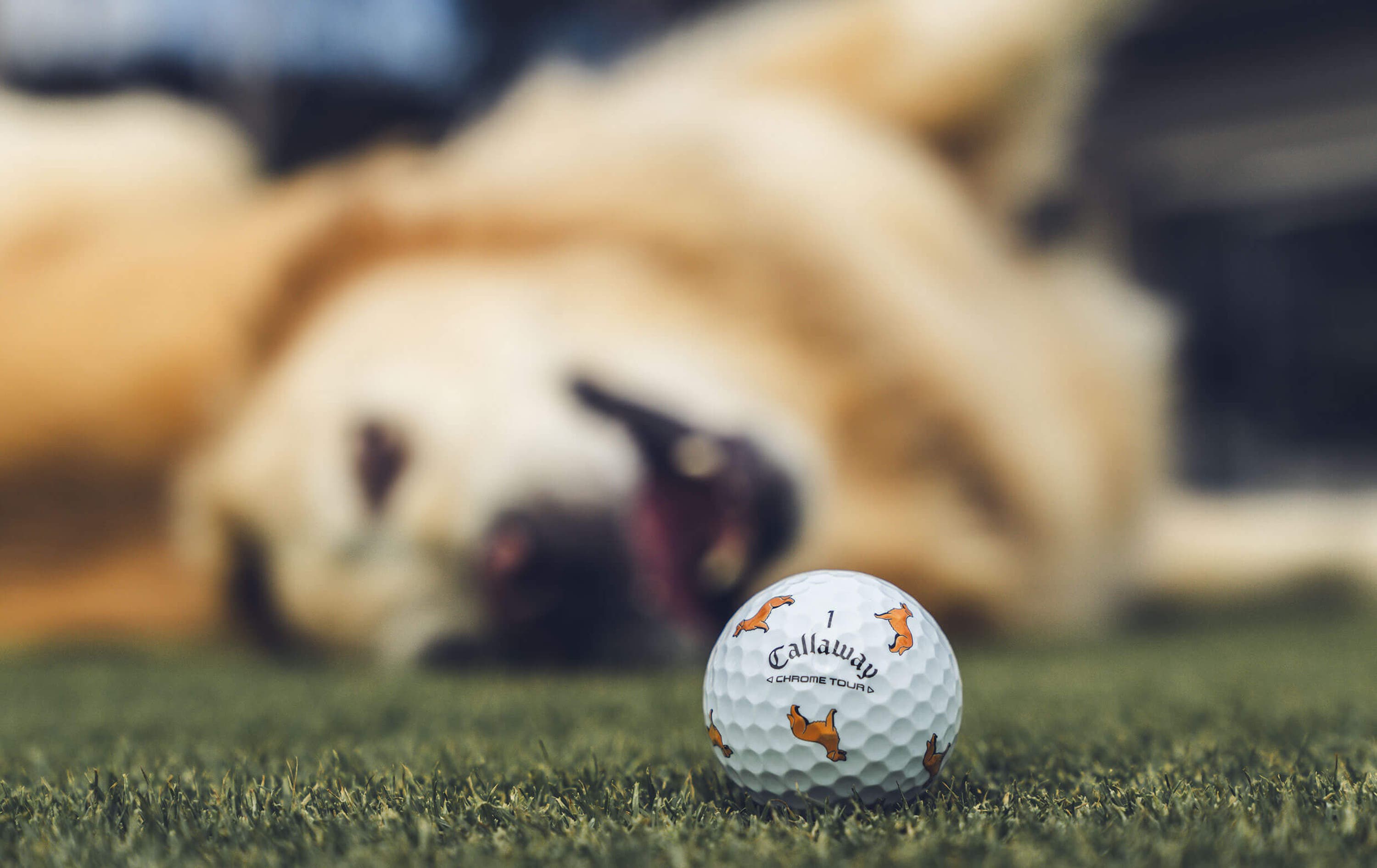 Golden Retriever Chrome Tour Golf Balls