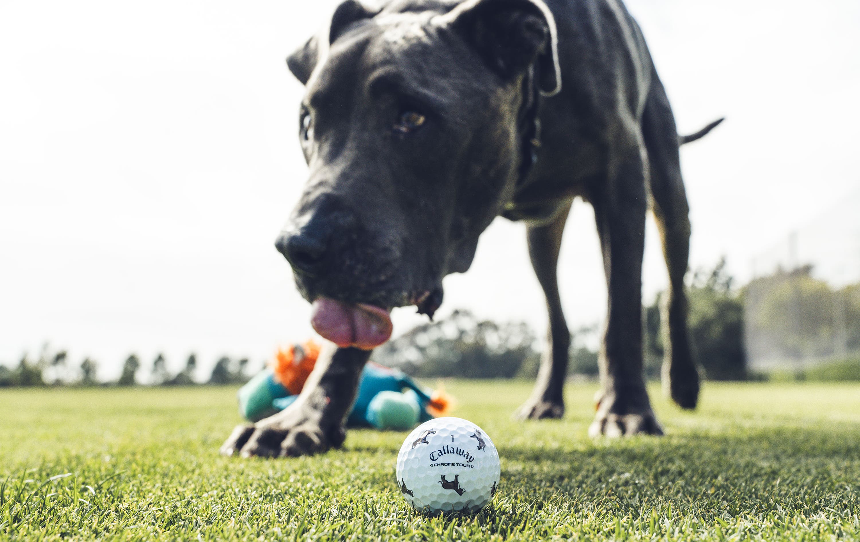 pit bull Chrome Tour Golf Balls