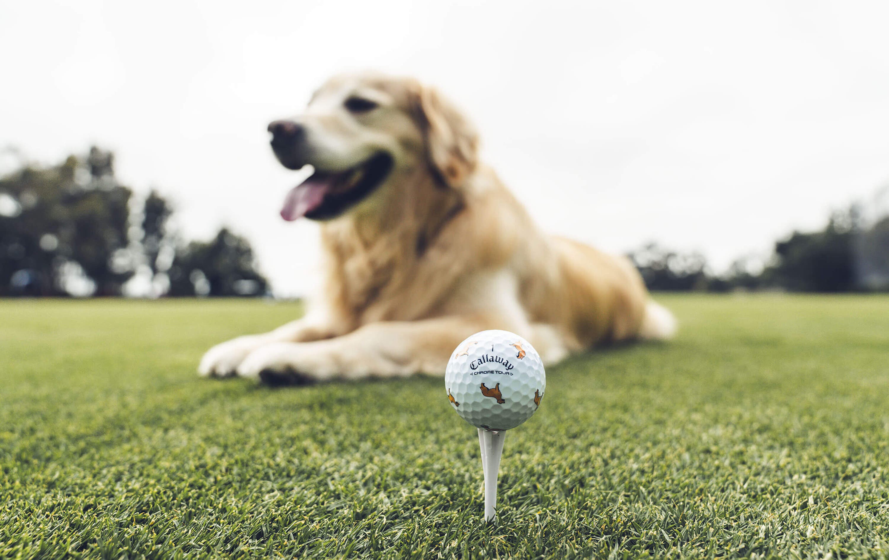 Golden Retriever Chrome Tour Golf Balls