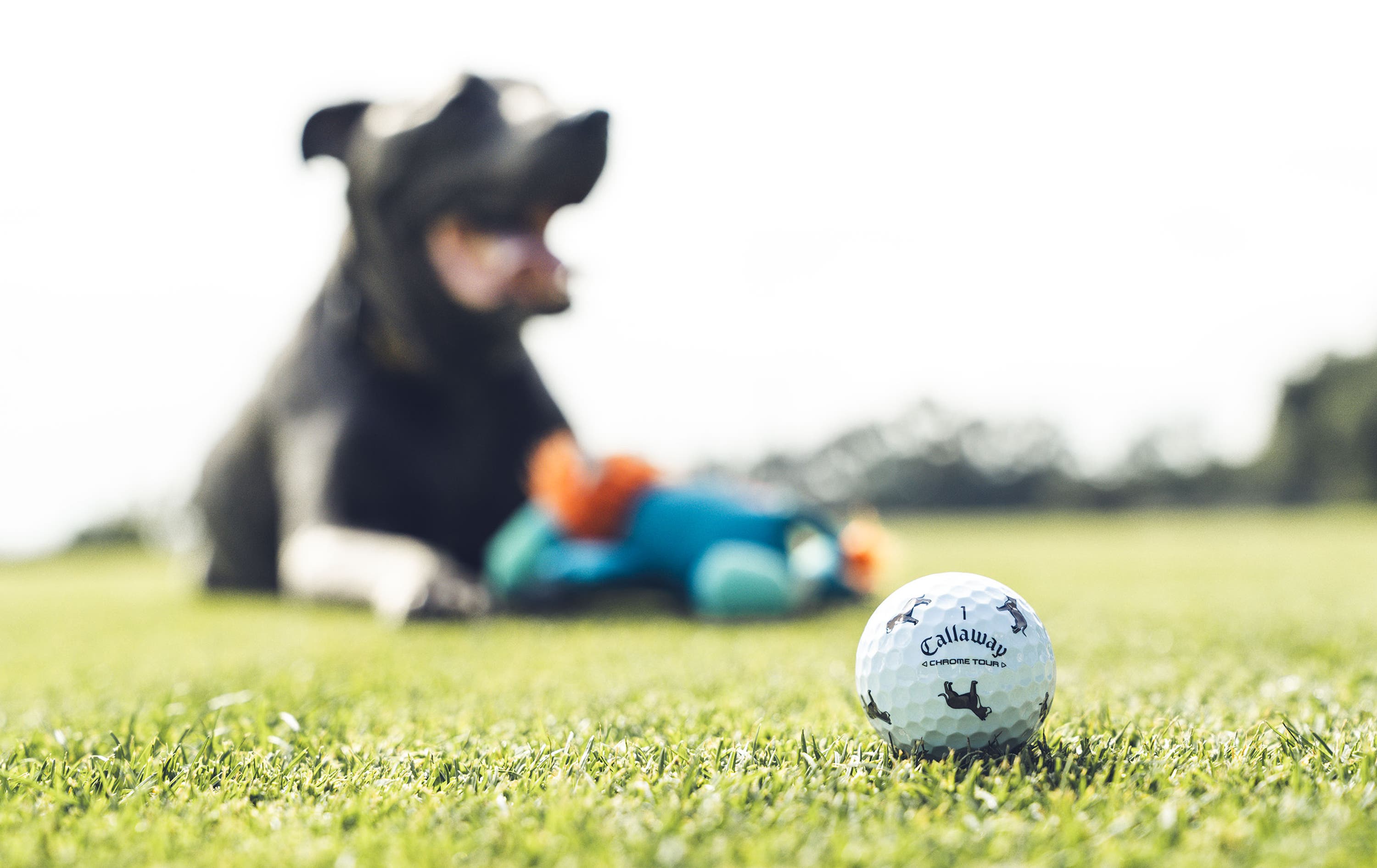 pit bull Chrome Tour Golf Balls