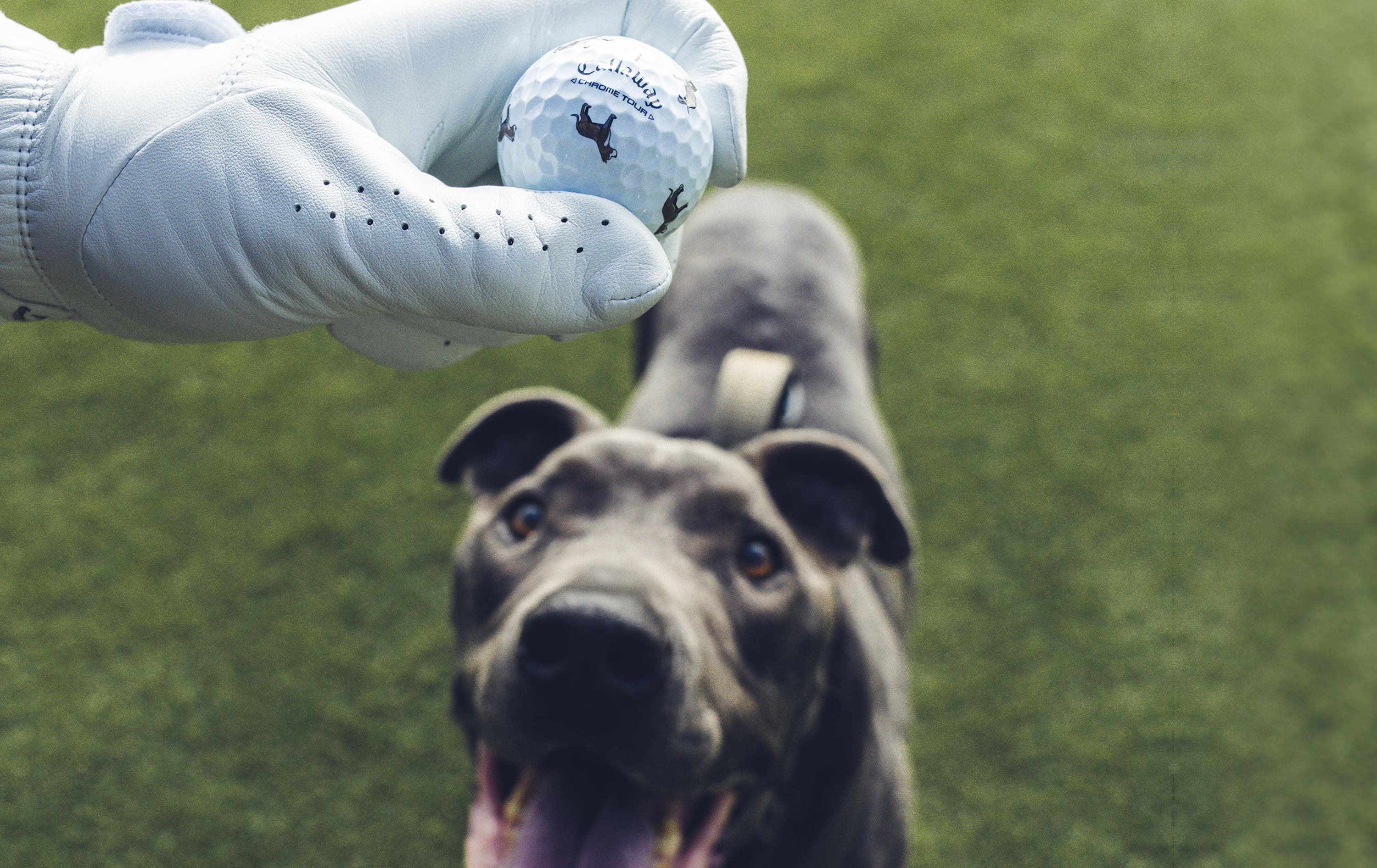 pit bull Chrome Tour Golf Balls