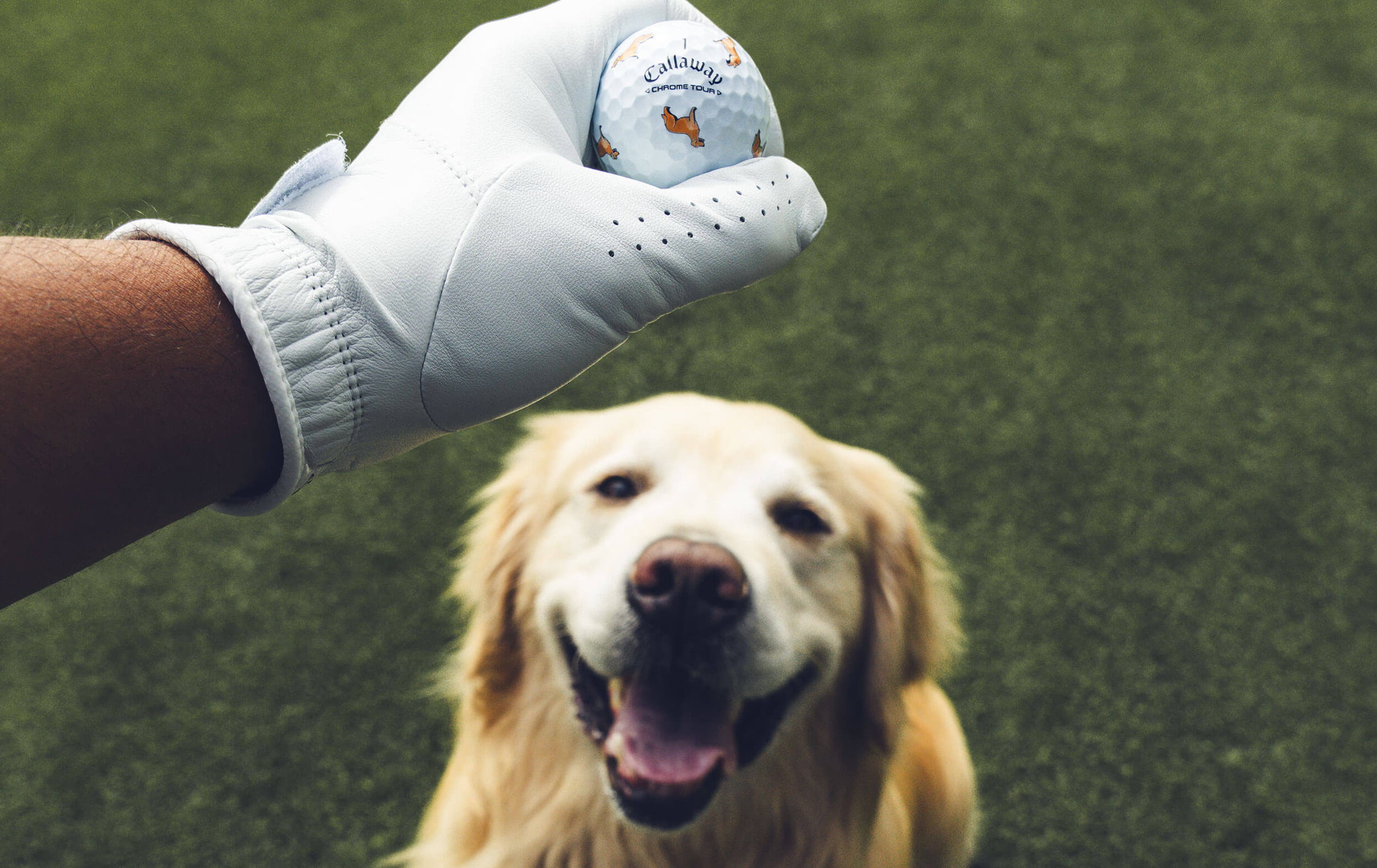 Golden Retriever Chrome Tour Golf Balls