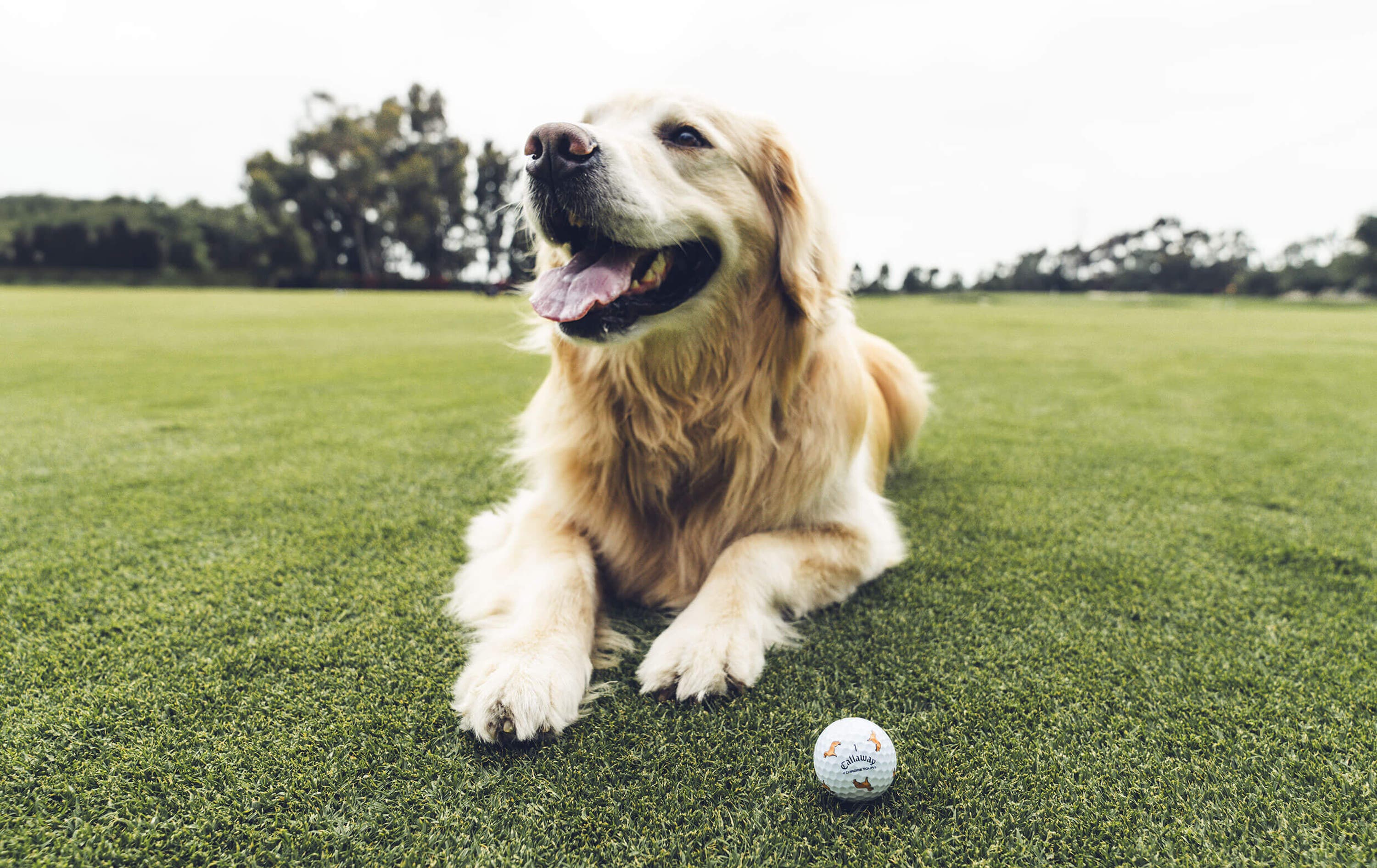 Golden Retriever Chrome Tour Golf Balls