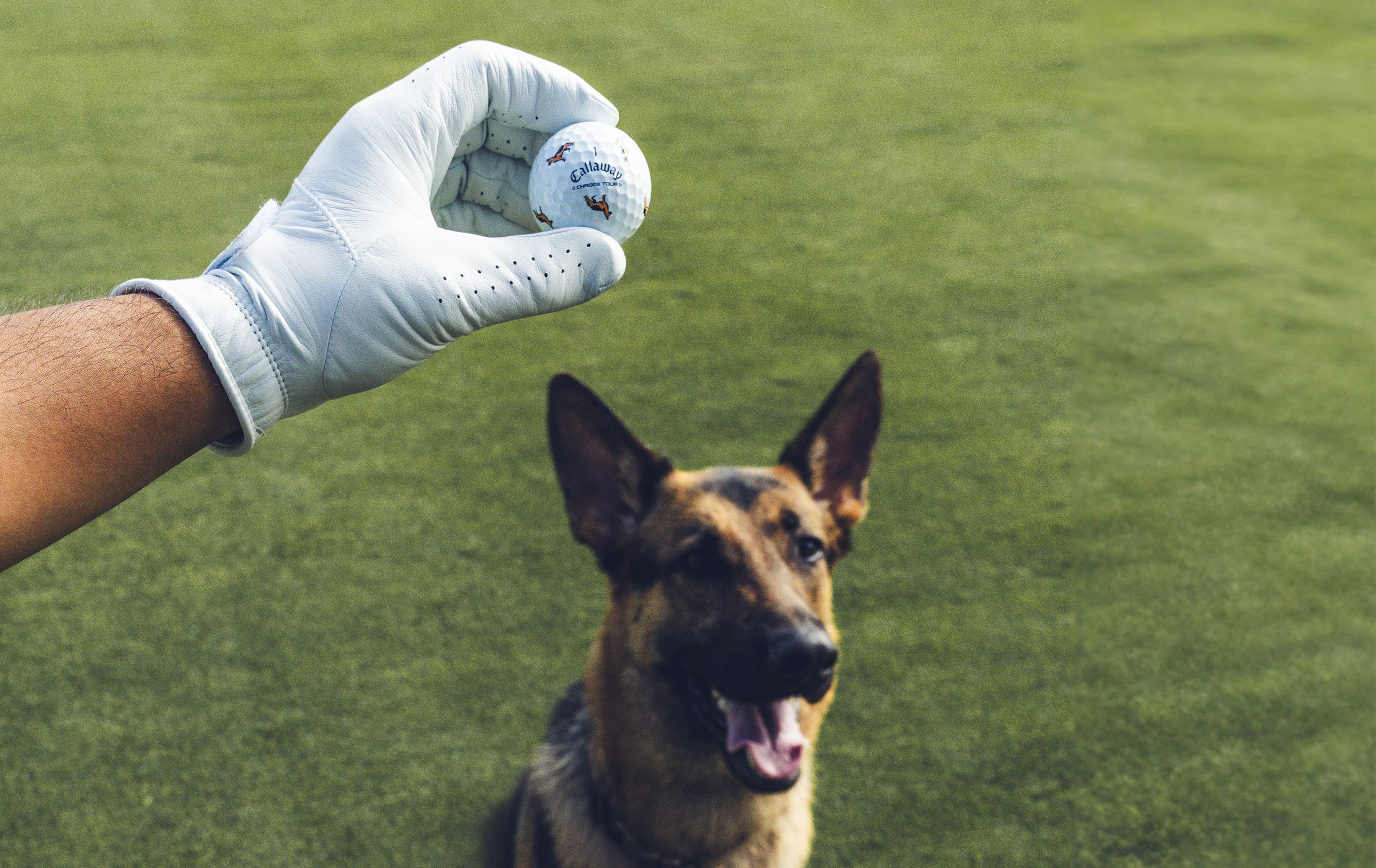 German Shepherd Chrome Tour Golf Balls