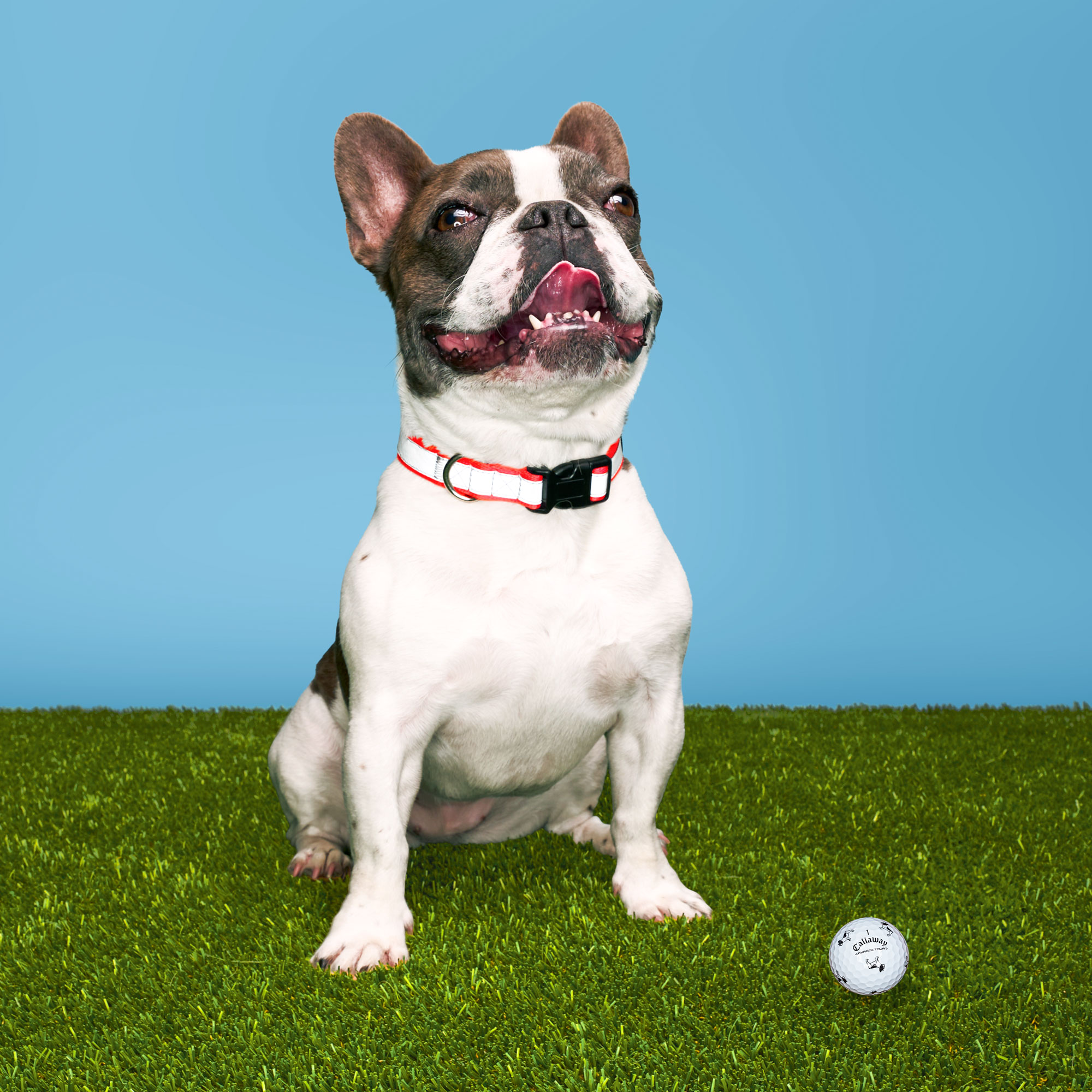 ikitakyaike1119TPpix,クロム,ツアーレスポンス.JGR Chrome Tour Small Dogs: Pied French Bulldog