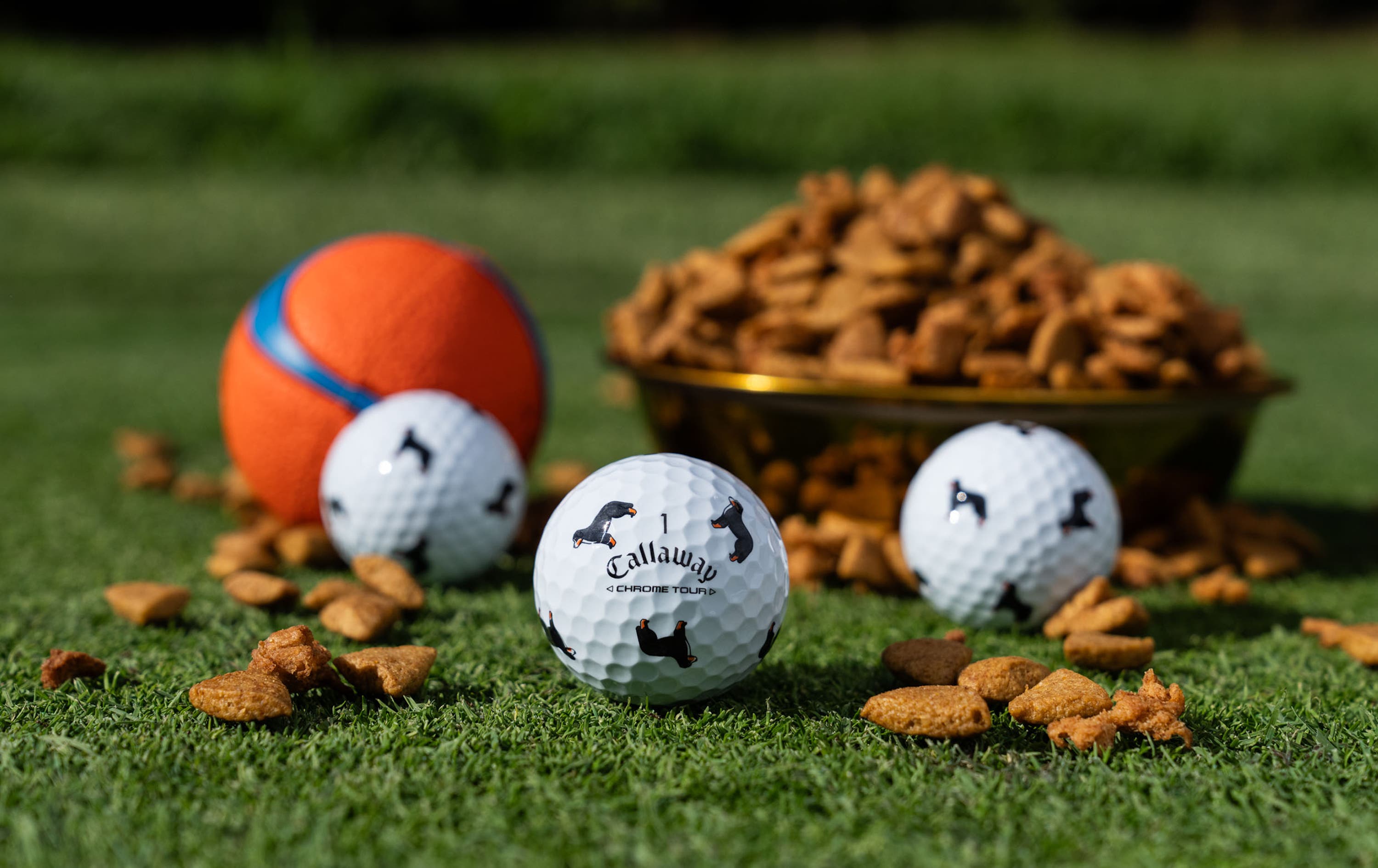 Chrome Tour Let the Big Dog Eat – Bernese Mountain Dog Golf Balls