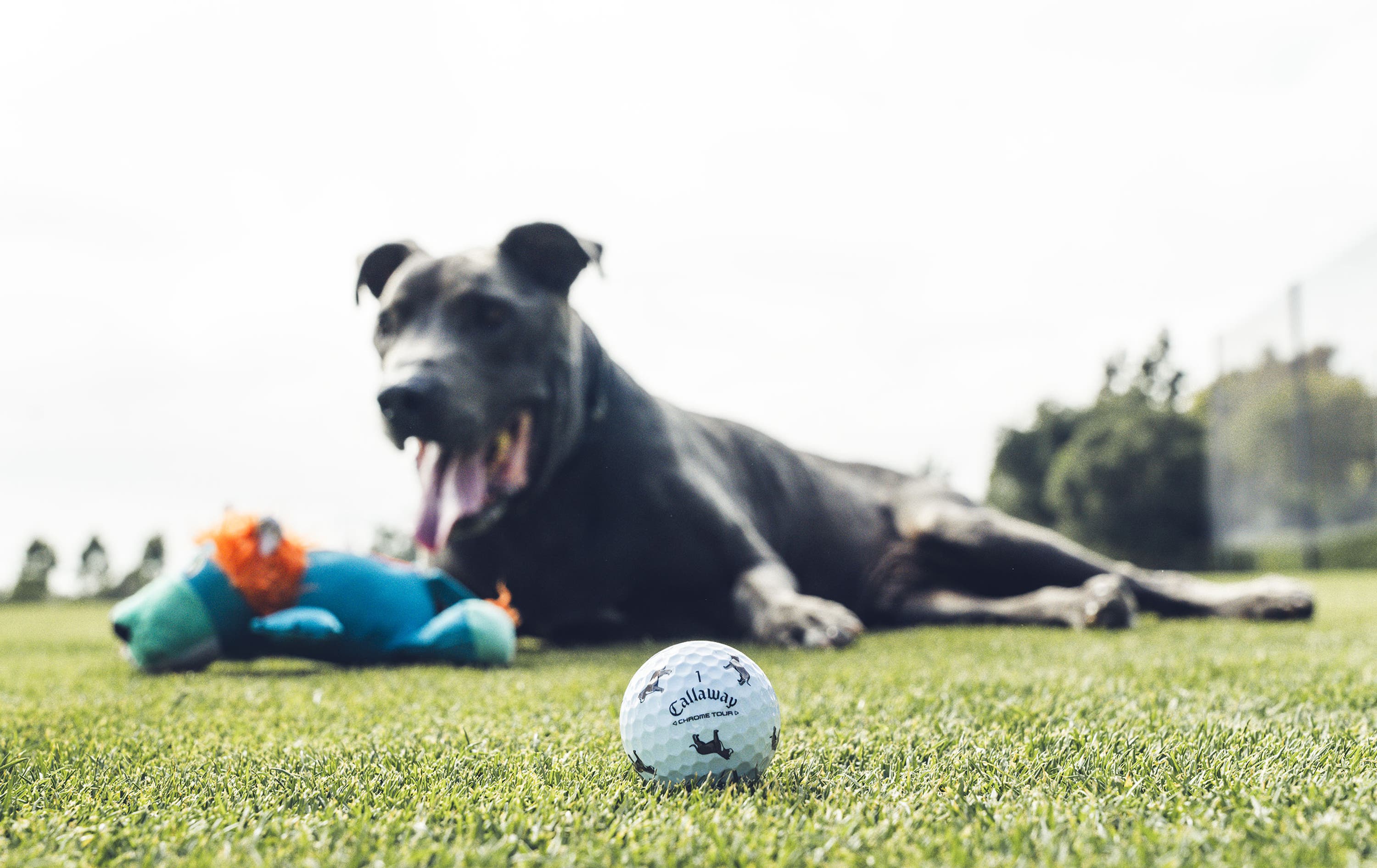 pit bull Chrome Tour Golf Balls