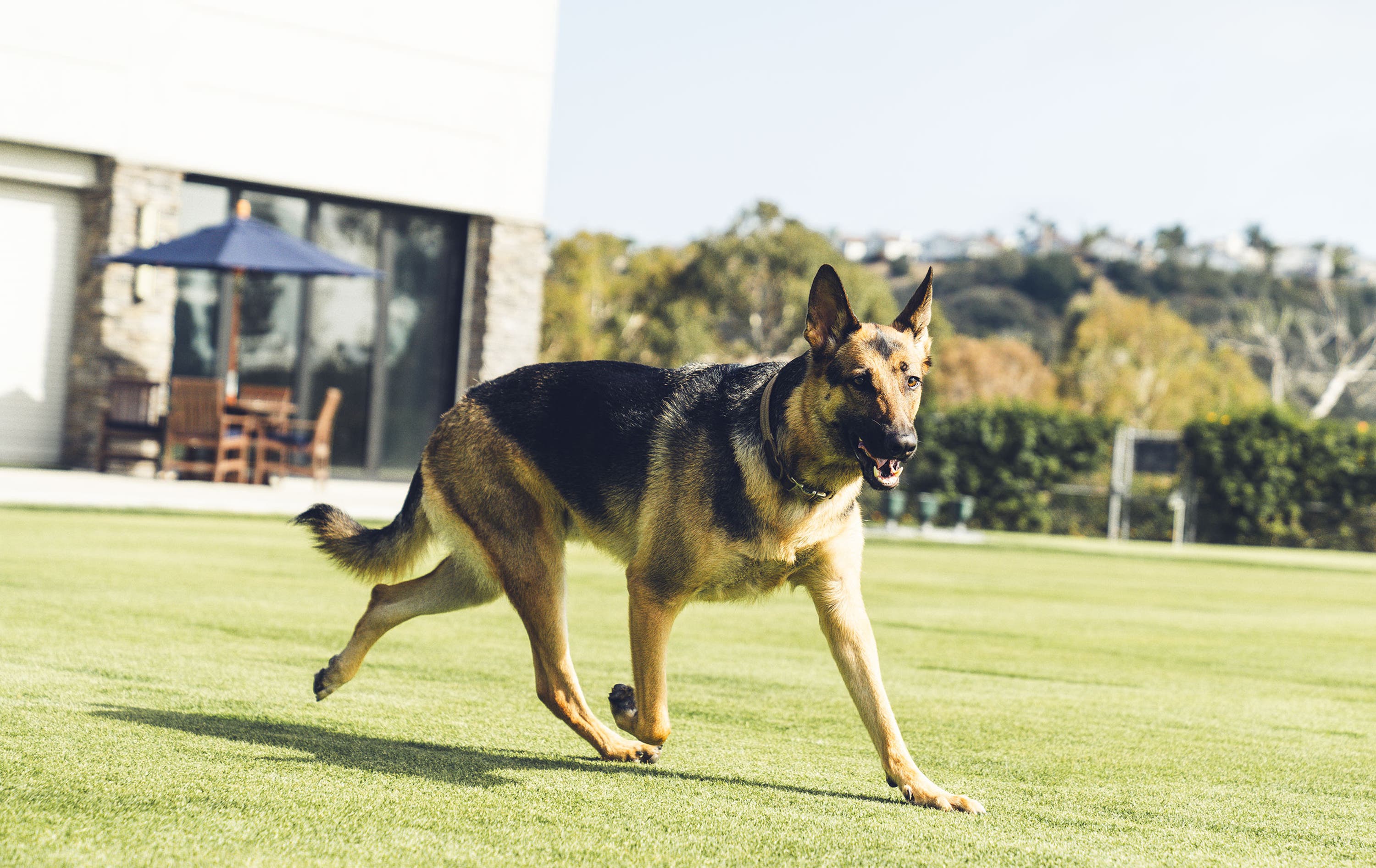 German Shepherd Chrome Tour Golf Balls