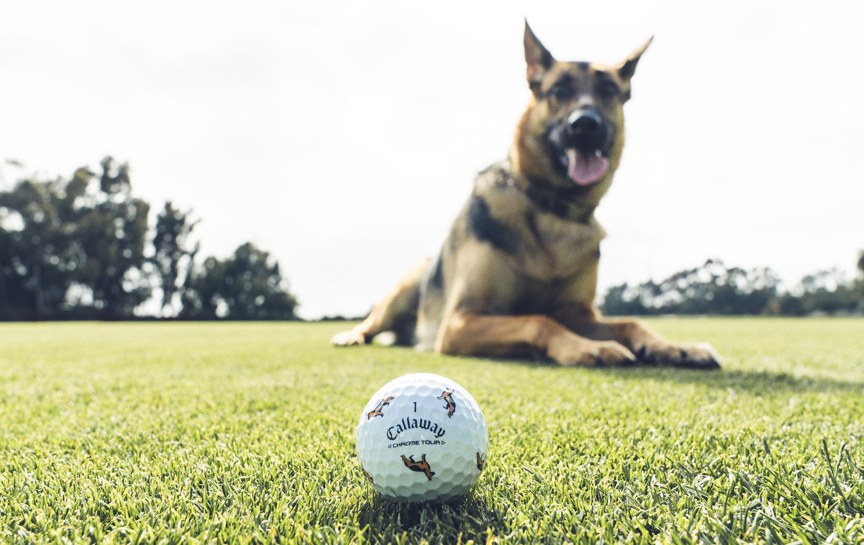 German Shepherd Chrome Tour Golf Balls