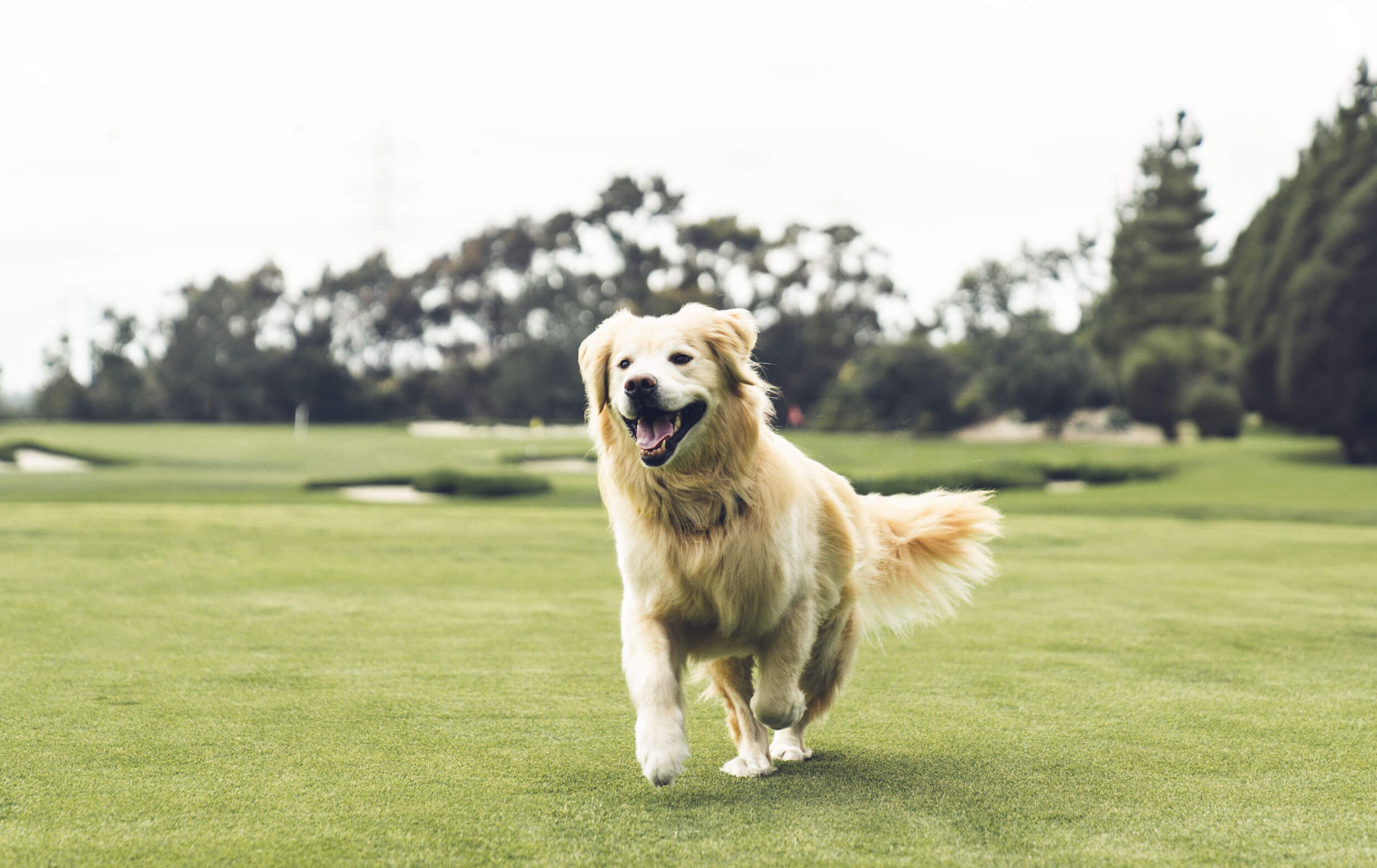 Golden Retriever Chrome Tour Golf Balls