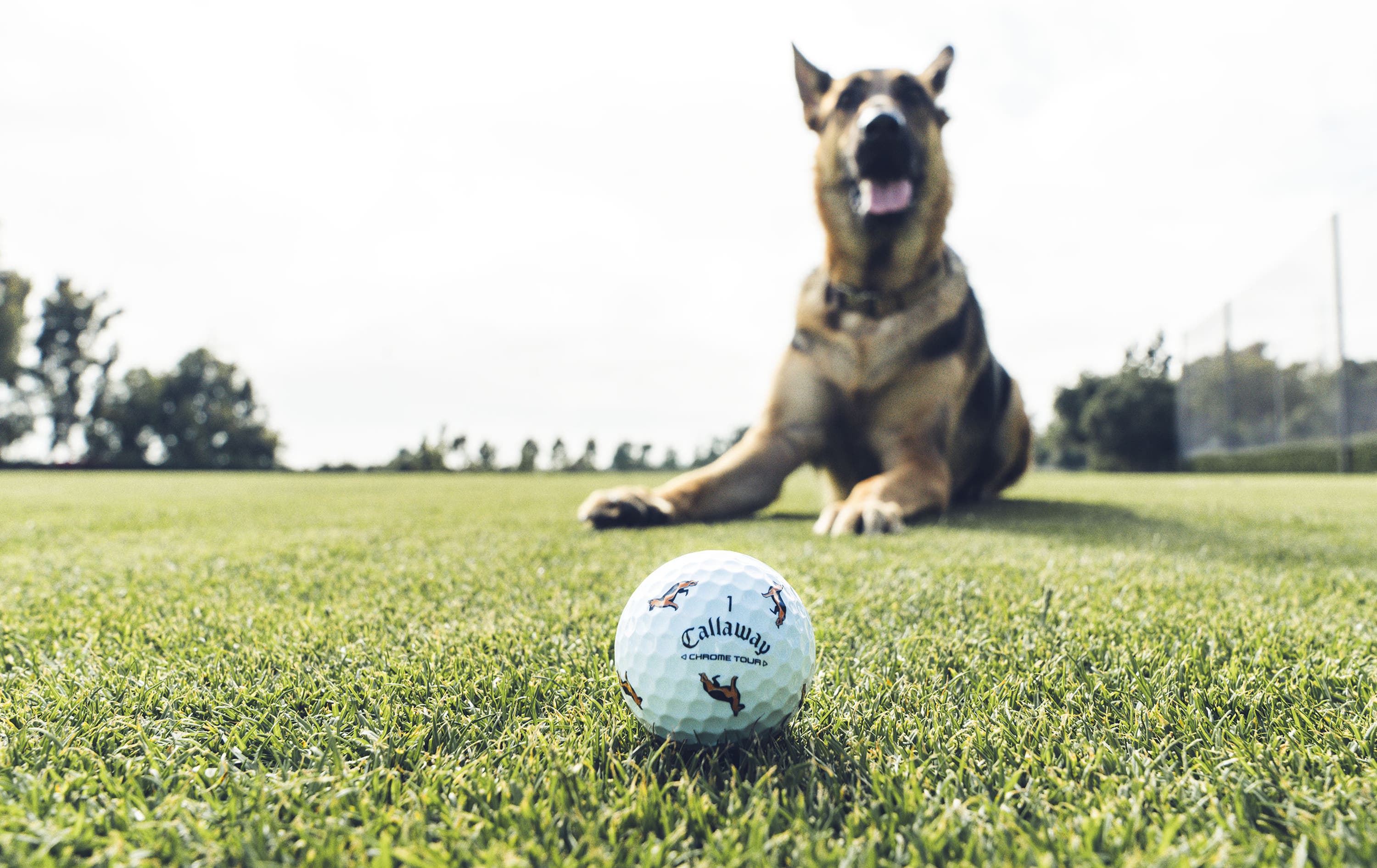 German Shepherd Chrome Tour Golf Balls