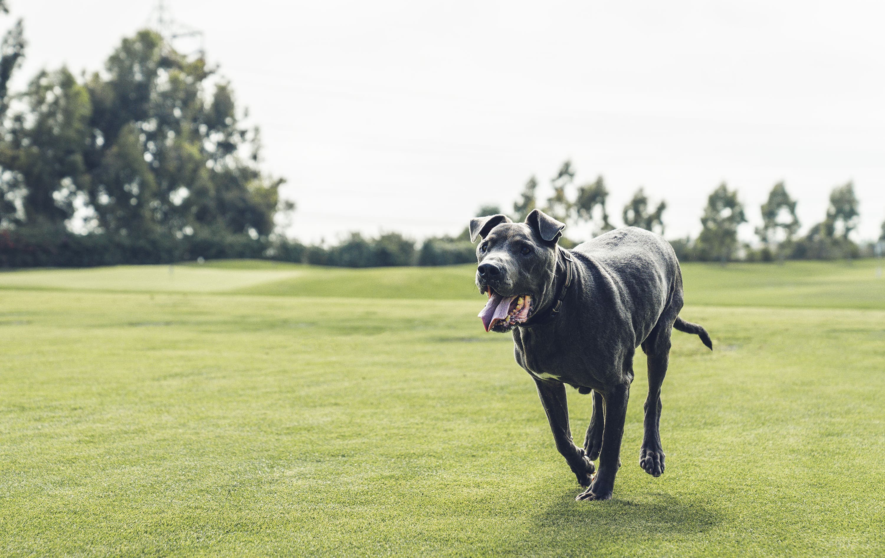 pit bull Chrome Tour Golf Balls