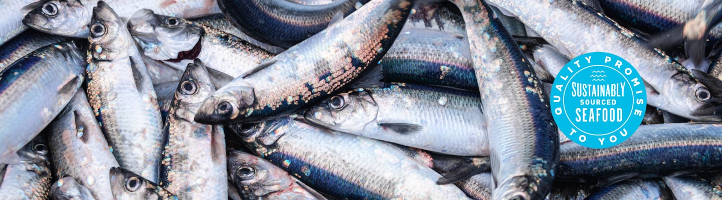 Bunch of fresh raw fish - Quality promise to you.Subsatinability sourced seafood
