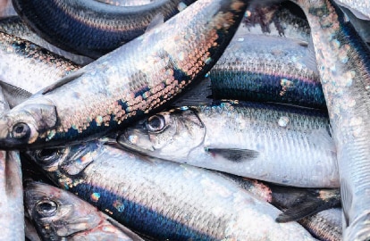 Bunch of fresh raw fish - Quality promise to you.Subsatinability sourced seafood