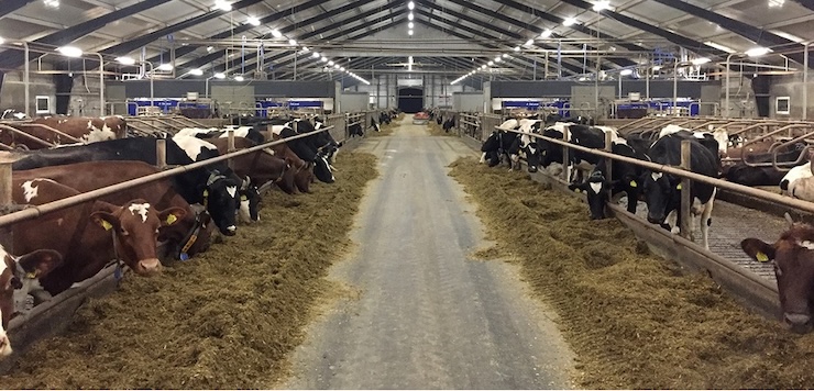 A modern barn full of cows