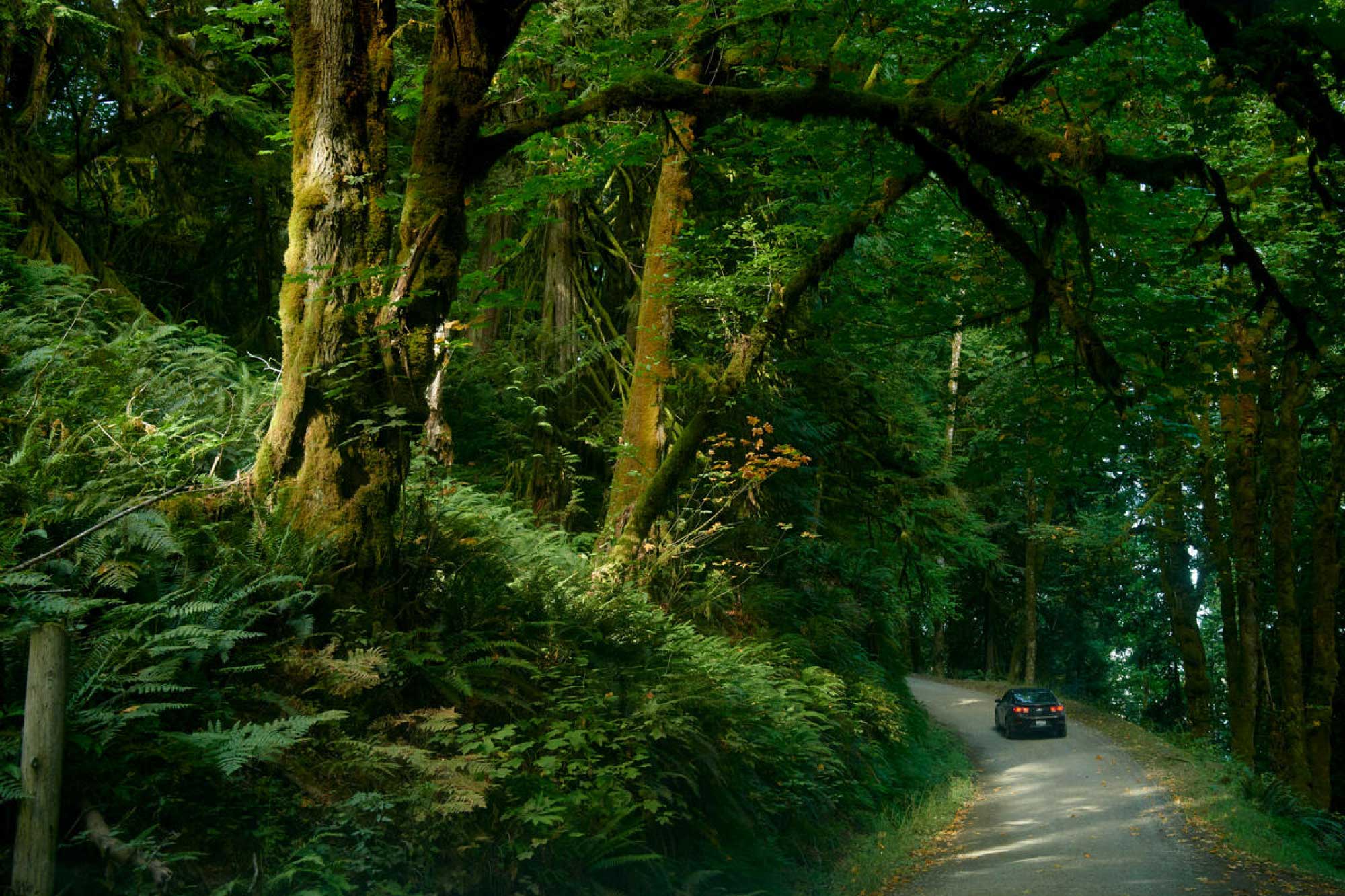 A car drives through a lush forest.